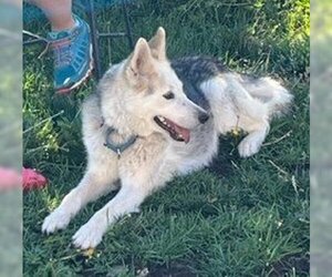 Unknown-white german shepherd Mix Dogs for adoption in Alturas, CA, USA