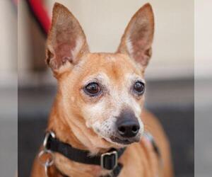 Chihuahua Dogs for adoption in New York City, NY, USA