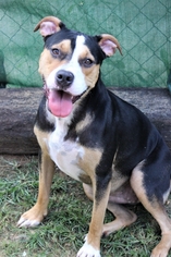 Beabull Dogs for adoption in Wetumpka, AL, USA