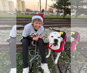 Mutt Dogs for adoption in Evansville, IN, USA