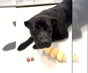 Mutt Dogs for adoption in Pampa, TX, USA
