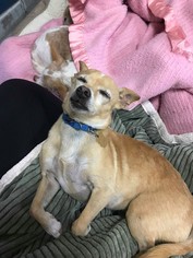 Chihuahua Dogs for adoption in Seal Beach, CA, USA