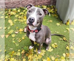 American Pit Bull Terrier-Unknown Mix Dogs for adoption in Minneapolis, MN, USA
