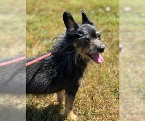 Chihuahua Dogs for adoption in Warrenton, VA, USA