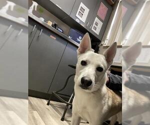 Mutt Dogs for adoption in Redlands, CA, USA