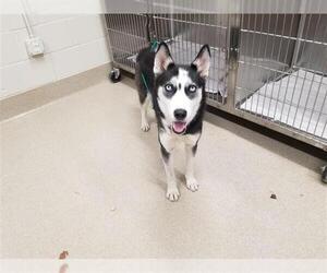 Alaskan Husky Dogs for adoption in Grand Prairie, TX, USA