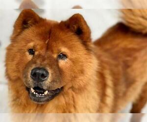 Chow Chow Dogs for adoption in Norfolk, VA, USA