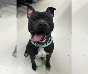 American Pit Bull Terrier Dogs for adoption in Center Township, PA, USA