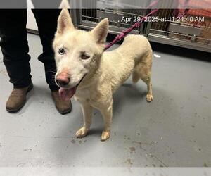 Siberian Husky Dogs for adoption in Ocala, FL, USA