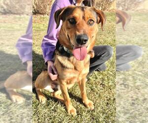 Black and Tan Coonhound-Labrador Retriever-Unknown Mix Dogs for adoption in South Amana, IA, USA