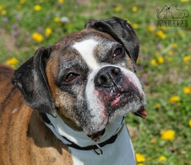 Boxer Dogs for adoption in Troy, IL, USA