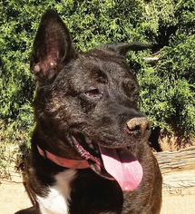 Pembroke Welsh Corgi Dogs for adoption in Albuquerque, NM, USA