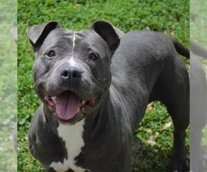 American Pit Bull Terrier Dogs for adoption in Texas City, TX, USA