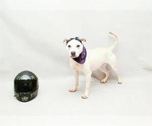 Mutt Dogs for adoption in Sanford, FL, USA