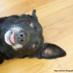 Labrador Retriever Dogs for adoption in Huntsville, AL, USA