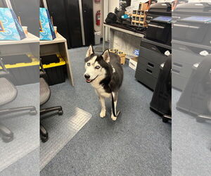 Siberian Husky Dogs for adoption in Miami, FL, USA