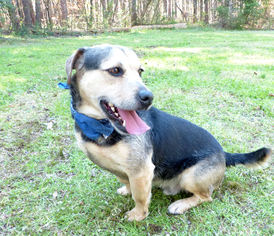 Basset Hound-Unknown Mix Dogs for adoption in Mocksville, NC, USA