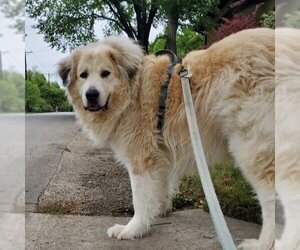 Great Pyrenees Dogs for adoption in Garland, TX, USA