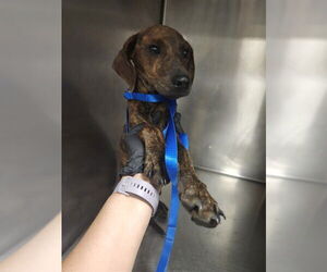 American Pit Bull Terrier-Unknown Mix Dogs for adoption in Riverside, CA, USA