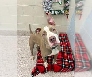 American Pit Bull Terrier Dogs for adoption in Brighton, CO, USA