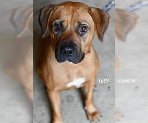 Boxer-German Shepherd Dog Mix Dogs for adoption in Niagara Falls, NY, USA