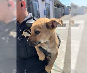 American Pit Bull Terrier-German Shepherd Dog Mix Dogs for adoption in Stockton, CA, USA