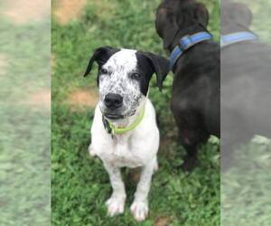 Lab-Pointer Dogs for adoption in byhalia, MS, USA