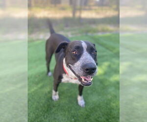 Mutt Dogs for adoption in FRAMINGHAM, MA, USA