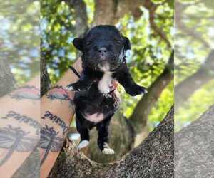 Mutt Dogs for adoption in Oakland Park , FL, USA