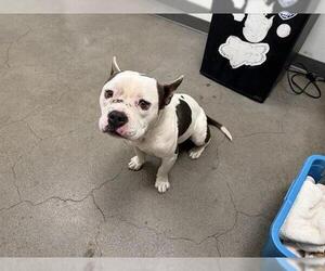 American French Bull Terrier Dogs for adoption in Berkeley , CA, USA