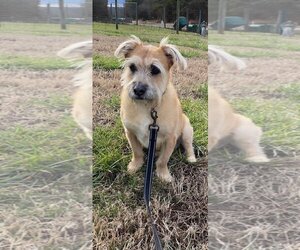 Border Terrier-Dachshund Mix Dogs for adoption in Pacolet, SC, USA