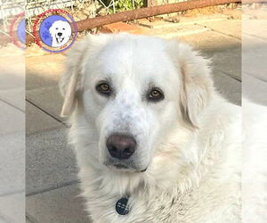 Great Pyrenees Dogs for adoption in Spring, TX, USA