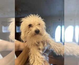 Maltese-Unknown Mix Dogs for adoption in San Antonio, TX, USA