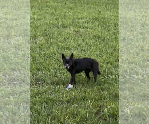 Chipin Dogs for adoption in Euless, TX, USA