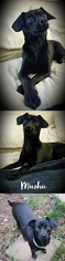 Doxie-Pin Dogs for adoption in Chantilly, VA, USA