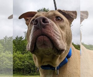 American Pit Bull Terrier Dogs for adoption in Hillsboro, NH, USA