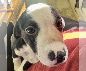 Beagle Dogs for adoption in Sparta, TN, USA