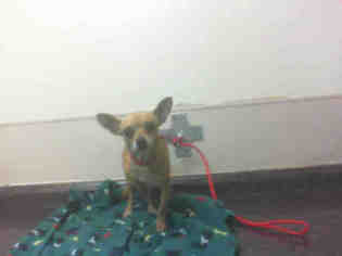 Chihuahua Dogs for adoption in Las Vegas, NV, USA