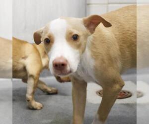 Chihuahua-Unknown Mix Dogs for adoption in San Antonio, TX, USA