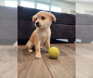 Medium Photo #5 Colonial Cocker Spaniel-Unknown Mix Puppy For Sale in San Diego, CA, USA