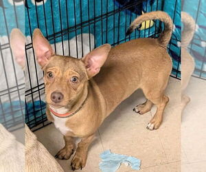 Chiweenie Dogs for adoption in San Bernardino, CA, USA