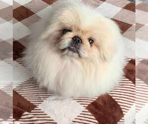 Pekingese Dogs for adoption in St. Louis Park, MN, USA