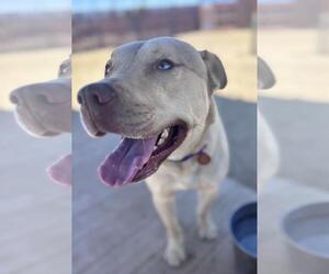 Siberian Husky-Unknown Mix Dogs for adoption in Incline Village, NV, USA