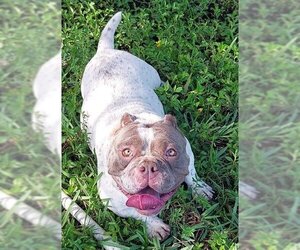 Free-Lance Bulldog Dogs for adoption in Fort Lauderdale, FL, USA