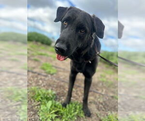 Labrador Retriever Dogs for adoption in Orange, CA, USA