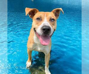 American Pit Bull Terrier-Unknown Mix Dogs for adoption in Glen Allen, VA, USA