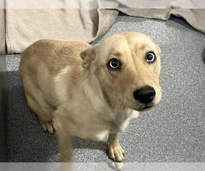 Siberian Husky-Unknown Mix Dogs for adoption in Orange, CA, USA