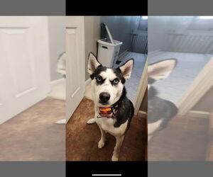 Siberian Husky Dogs for adoption in Aurora, IN, USA