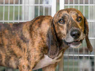 Plott Hound Dogs for adoption in Norfolk, VA, USA