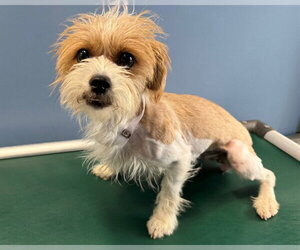 Mutt Dogs for adoption in San Clemente, CA, USA